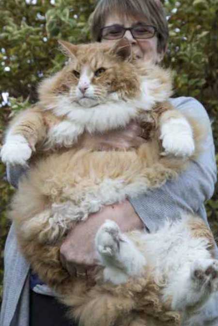 تصاویر دیدنی,چاق ترین گربه,تصاویر جالب