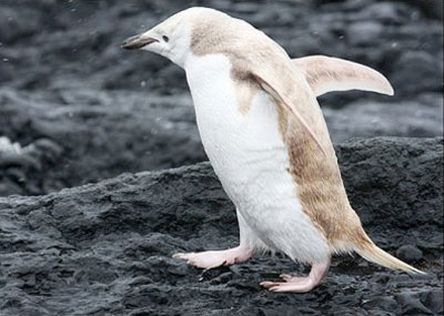 پنگوئن,کشفیات علمی