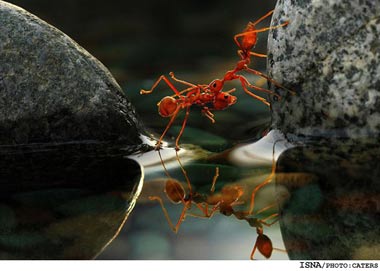 عکس مورچه,پل سازی مورچه ها