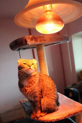 گرم کردن یک گربه در زیر لامپ در یک مرکز نگهداری حیوانات در سن پترز بورگ روسیه