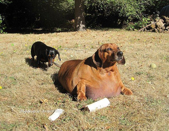 چاق ترین سگ دنیا +عکس