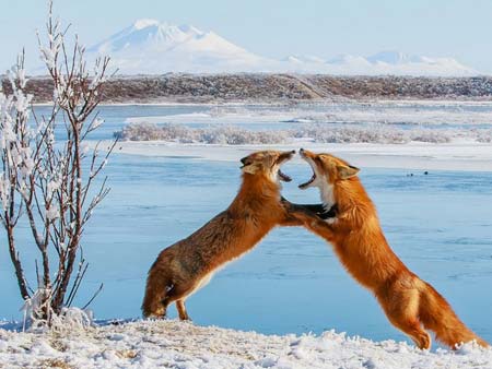 نزاع دو روباه در آلاسکا