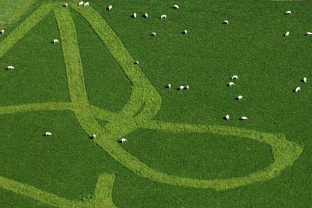  چرای گوسفندان در زمینی سبز در آلمان