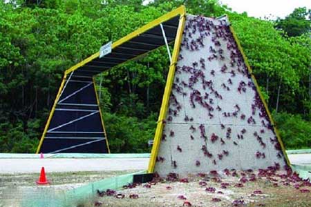 پل مخصوص خرچنگ ها در استرالیا
