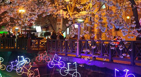 تصاویر دیدنی,جشنواره شکوفه های گیلاس,تصاویر جالب