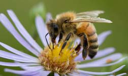 زنبورهای ویژه,انواع زنبور