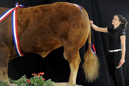رقابت سالانه بهترین گاو فرانسه