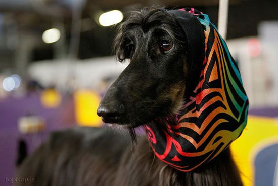 نمایشگاه سگ های زینتی وست مینستر +عکس