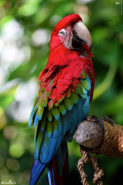 10 گونه از زیبا ترین پرنده های جهان