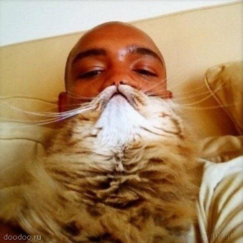 تركیب های خنده دار صورت گربه با انسان +عکس