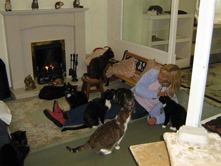 اخبار,اخبارگوناگون,اخبار خانه سالمندان مخصوص گربه‌ها