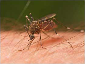 پشه های آنوفل ,ناقل اصلی مالاریا