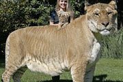  لایگر: بزرگ ترین گربه سان جهان را ببینید
