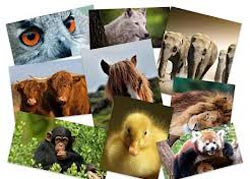 اشتباه ترین باورها در مورد حیوانات,دنیای حیوانات