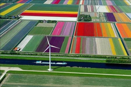 مزرعه زیبای گل در هلند
