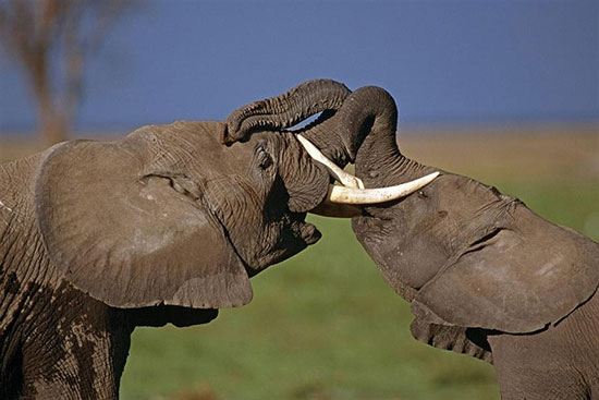 10 عکس زیبا از جانوران در خطر انقراض
