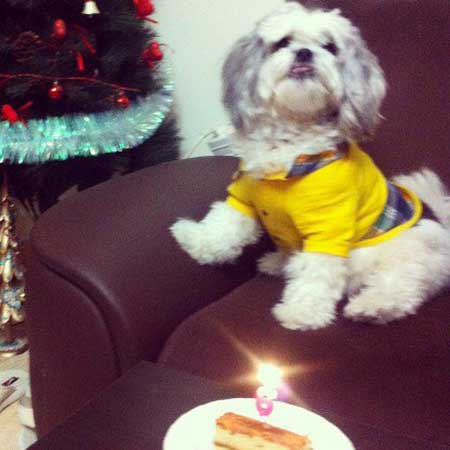 اخبار,اخبارفرهنگی,جشن تولد سگ خانم بازیگر ایرانی