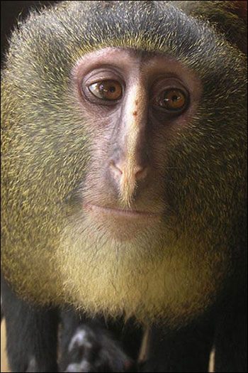 گونه جدید میمون, گونه های میمون