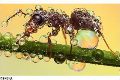 عکسهای میکروسکوپی حشرات,عکس حشرات باران خورده