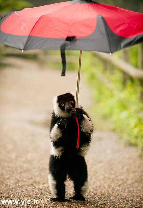 میمون پوزه دار ,چتر میمون