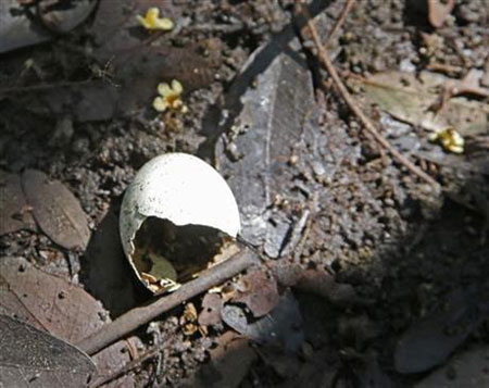 چرا پرنده های فلوریدا آشیانه و تخم های خود را رها کرده و رفته اند؟+ تصاویر