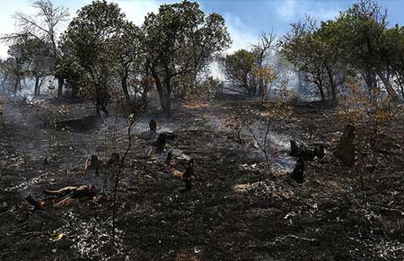 اخبار ,اخبار حوادث ,آتش در جنگل‌های مریوان