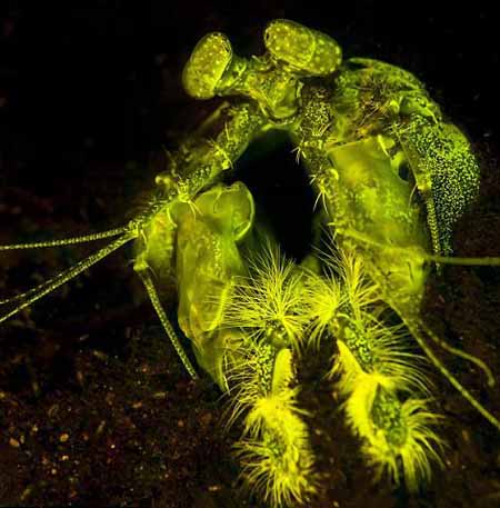 اخبار,اخبار گوناگون,ترسناک‌ترین تصاویر از گیاهان زیر آب 