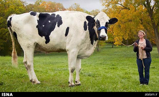بلندترین گاو دنیا مُرد +عکس