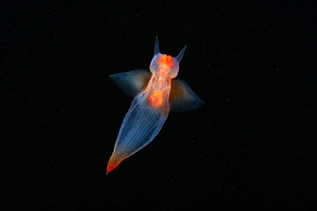 اخبار , اخبار گوناگون,تصاویری از مخلوقات اعماق دریا,مخلوقات اعماق دریا