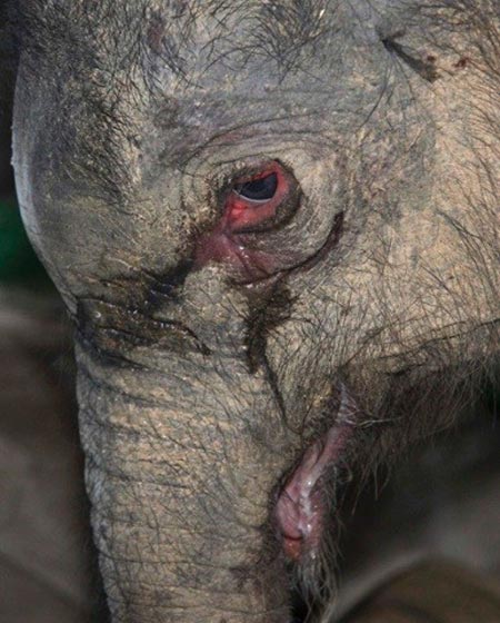 ژونگ ژوآنگ بچه فیل گریان که بعد از تولد توسط مادرش پس زده شد