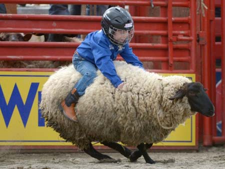  مسابقه سواری گرفتن از گوسفند (کانادا)