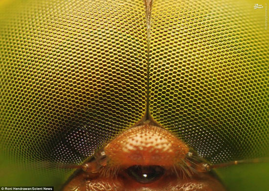 عکس/ چشم مرکب حشرات