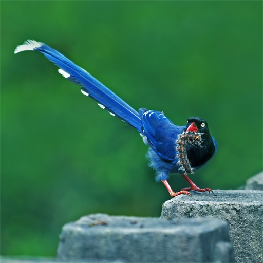 زاغ آبی رنگ زیبا؛ پرنده ملی تایوان +عکس