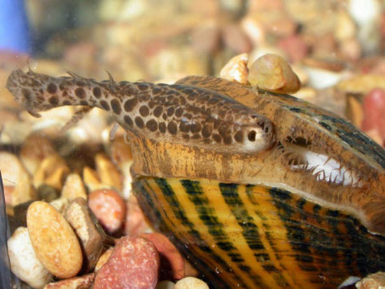 موجودات عجیب: ماهی حیله گری که از صدف ها به عنوان دایه نوزادانش بهره می گیرد