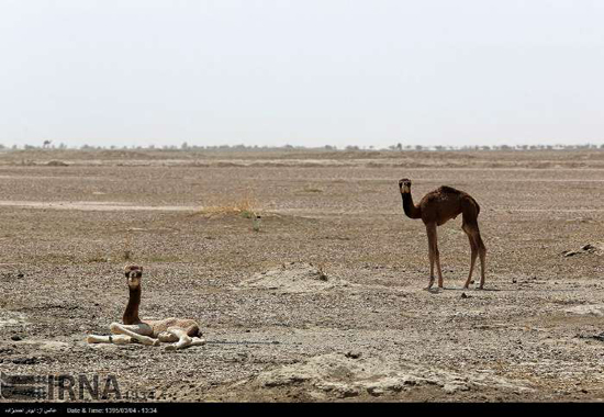 تصاویری زیبا از بکرترین طبیعت ایران