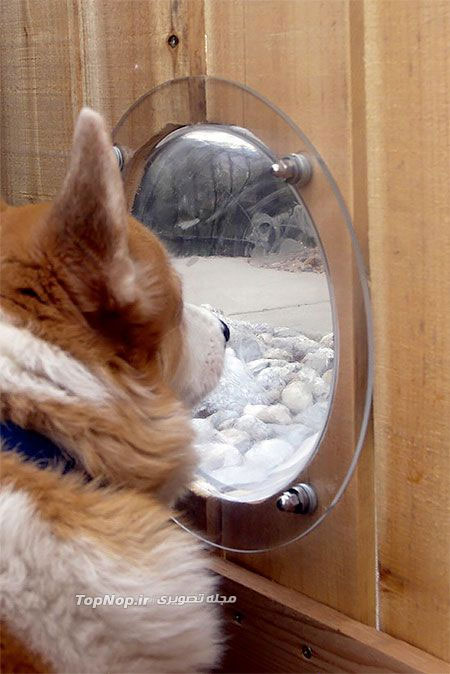 پنجره هایی جالب برای سگ های کنجکاو