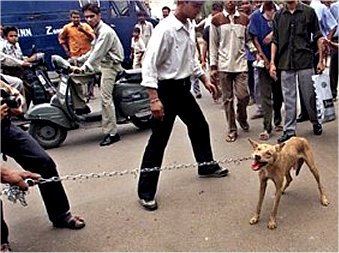  صدور سگ های ولگرد هند به كشور كره! 