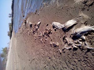 اخبار,اخبار اجتماعی ,مرگ ماهی در رودخانه هیرمند