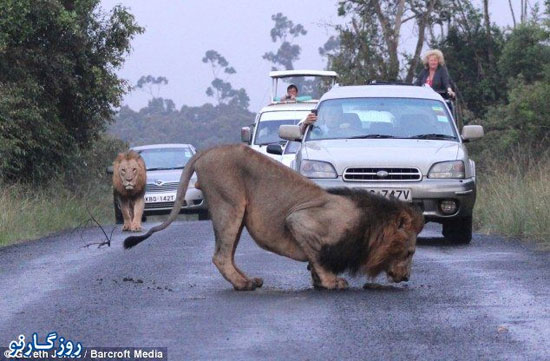 تصاویر: ترافیک شدید بخاطر دو شیر بازیگوش!