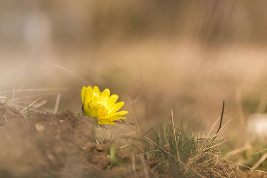 پروژه‌ های عکاسی: گل‌ های کمیاب بهاری