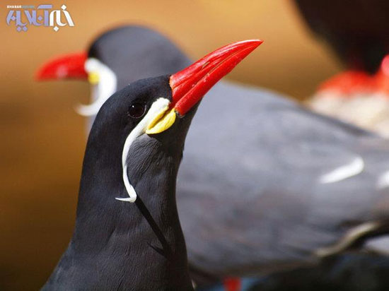 تصاویر زیبا از پرندگان سیبیلو!