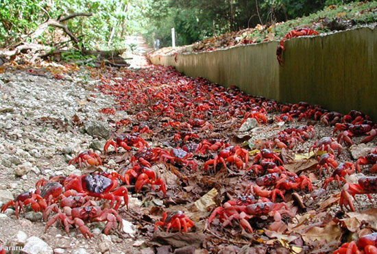 (تصاویر) مهاجرت میلیون‌ها خرچنگ قرمز