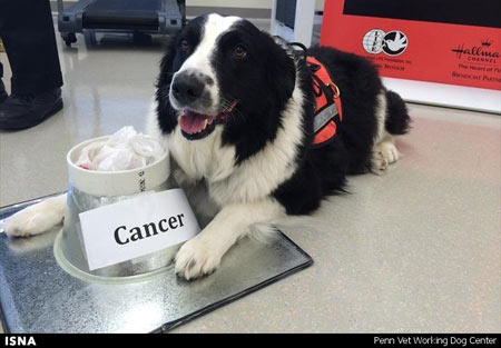 اخبار,اخبار علمی,تشخیص سرطان به وسیله سگ