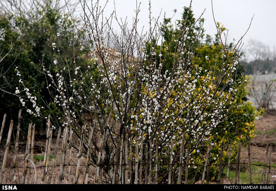 شکوفه دادن درختان در فصل زمستان - مازندران