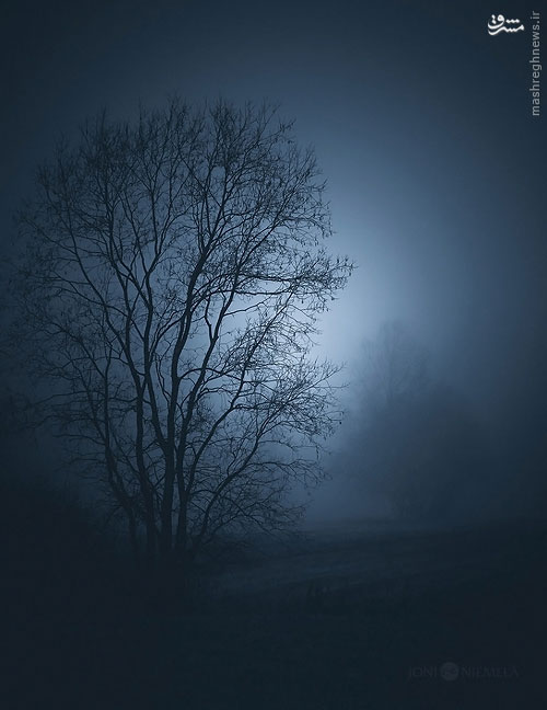 عکس/ سکوت، شب، جنگل