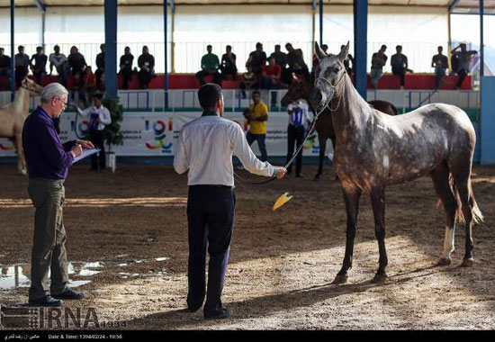 مسابقات زیبایی اسب