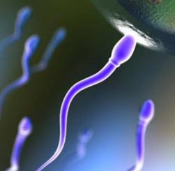 اسپرم,راههای افزایش اسپرم,مایع منی