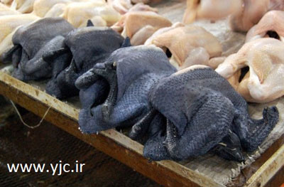 مرغ هایی با گوشت سیاه, تصاویر مرغ گوشت سیاه