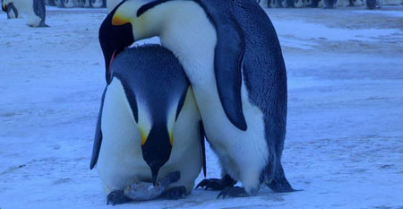,پنگوئن امپراتور,زیستگاه پنگوئن ها,عکس پنگوئن