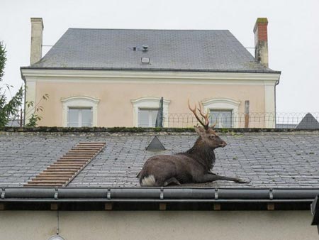 گوزن بر روی بام خانه ای در فرانسه